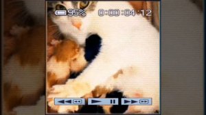 Загадка кошачьей генетики: почему котята рождаются в разных окрасах?🐈🤔#домашниепитомцы #кошки