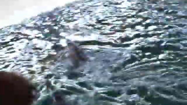 Дельфины в дельфинарии 1, прыгают из воды на выступлении ➨ Dolphins jump out of the water смотреть онлайн