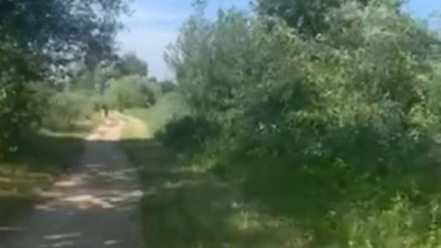 Хищные птицы. Экологическая тропа "Дорога жизни" смотреть онлайн