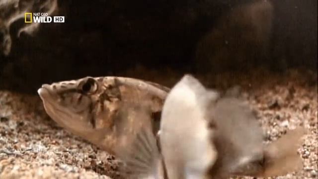 Сом - кукушка смотреть онлайн