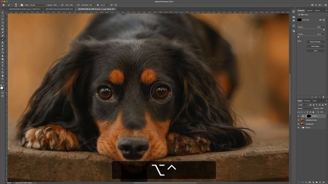 Easy way to make pets eyes POP! | Retouching Eyes in Photoshop with Curves Adjustment Layers смотреть онлайн