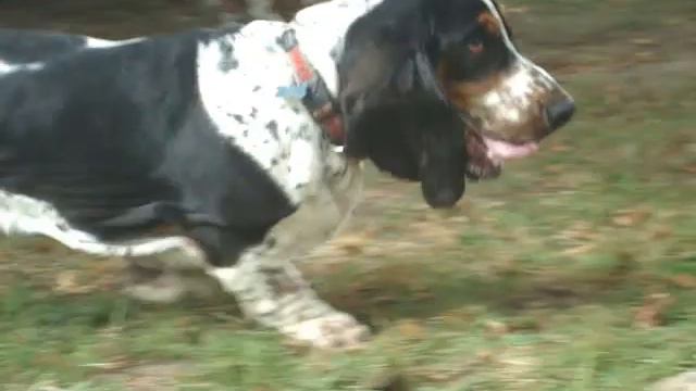 A day with many bassets !! смотреть онлайн