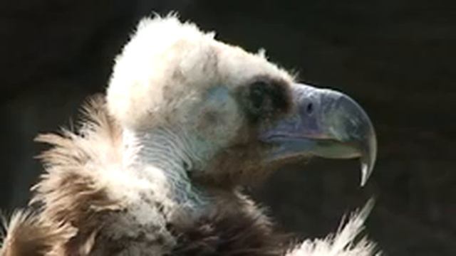 Московский зоопарк 1 ч. смотреть онлайн