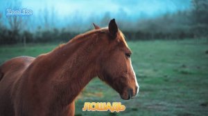 КАК ГОВОРИТ ЛОШАДЬ / ЗВУКИ КОНЯ ?

#лошадь #конь #звуки_коня #домашние_животные