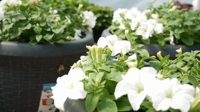 Петунии сразу в большие кашпо ✿ Эксперимент смотреть онлайн