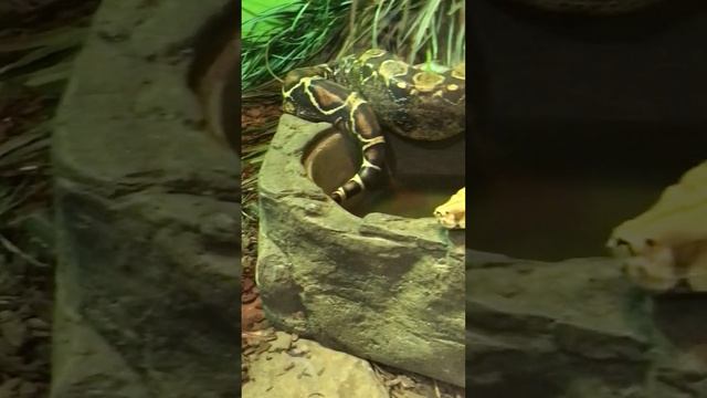 Boa Constrictor смотреть онлайн
