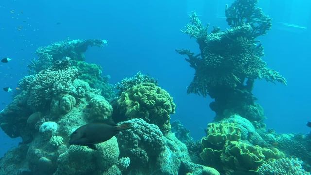 №2 ОКЕАНАРИУМ ЭЙЛАТ ПАРК ПОДВОДНОЙ ОБСЕРВАТОРИИ║UNDERWATER OBSERVATORY EILAT║המצפה התת ימי באילת смотреть онлайн