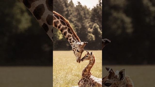 Синий язык жирафа. Интересные факты. #shorts смотреть онлайн