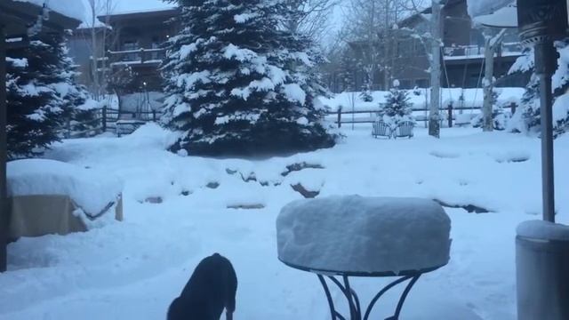 Morocho Doberman playing snow drom смотреть онлайн