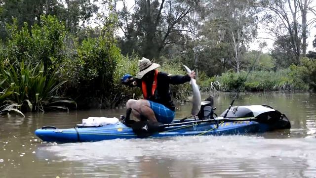Brisbane River Bull Shark, kayak fishing in the Viking Profish GT смотреть онлайн