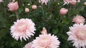 Корейская хризантема Розовый фламинго