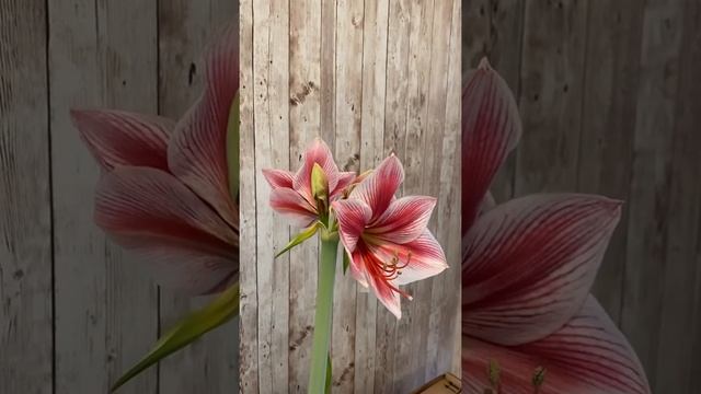 Amaryllis Gervase/Hippeastrum Gervase/Amarilis/ Lirios/Azucenas/ La Gervasia смотреть онлайн