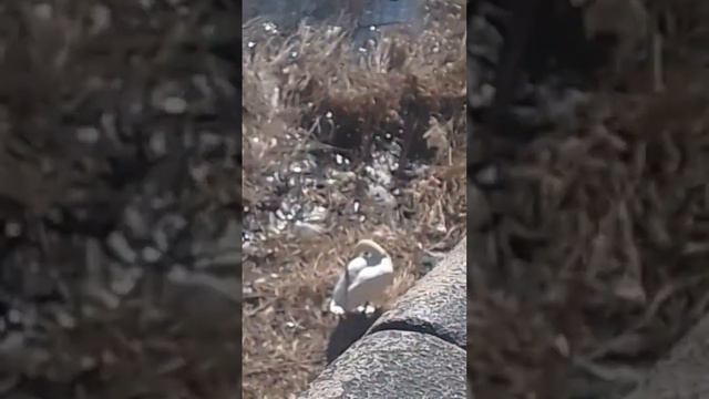 самец лебидя шыпуна доки высижывает яйцо в гнизде скоро будут птенцы 🤗 смотреть онлайн