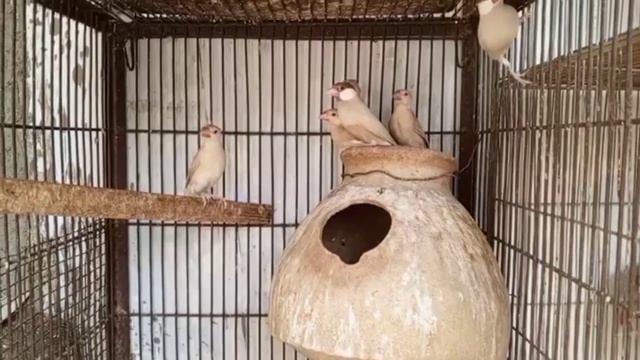 Al madina aviary | All Birds Breeding Formula | Birds Breeding Tips | Don't Check Box Bar Bar смотреть онлайн