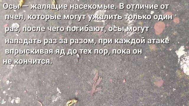 Как избавиться от ос на чердаке. Доступные методы борьбы. смотреть онлайн