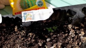 КАК УХАЖИВАТЬ ЗА МАНГО?/ какими стали СУККУЛЕНТЫ и ДЕРЕВО МАНГО за 3 месяца?/ exotic plant | Alex L