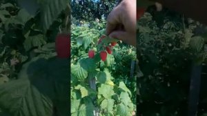 Малина Патриция через два дня.#малина #патриция #сорт