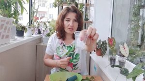 Как я укореняю черенки хойи.