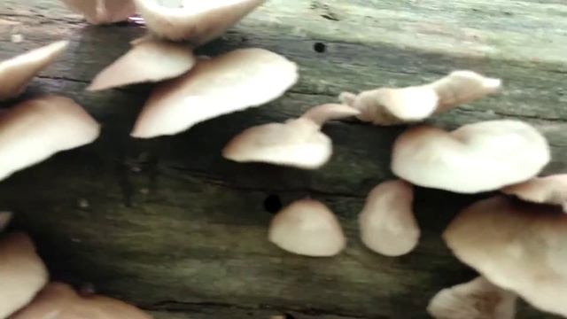 "Flat Crep" Mushroom смотреть онлайн