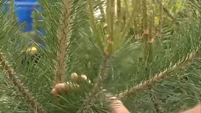 Удачные заметки 20.06.2017. Дачные советы, Травяной коктейль. Приманки для мух смотреть онлайн