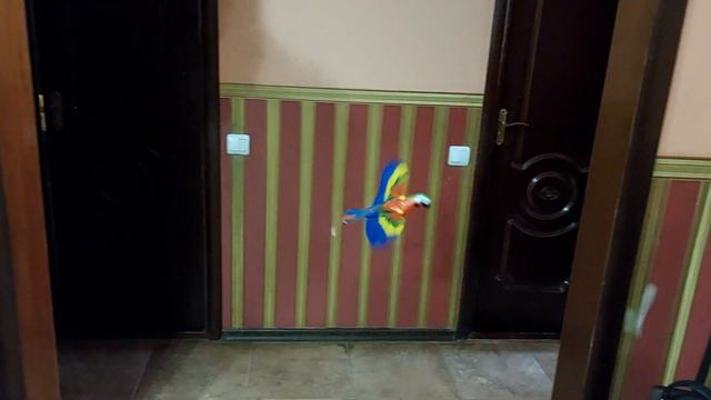 Интерактивная игрушка Летающий попугай смотреть онлайн
