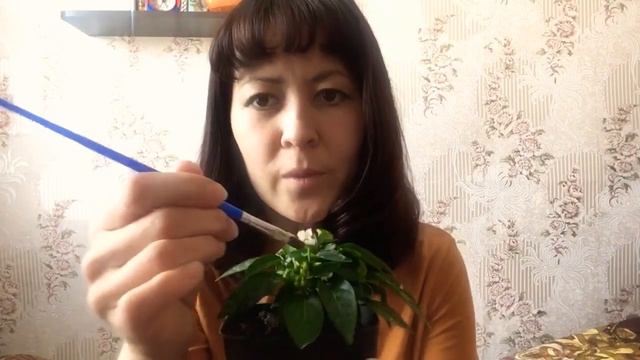 Опыление перца с помощью кисти смотреть онлайн