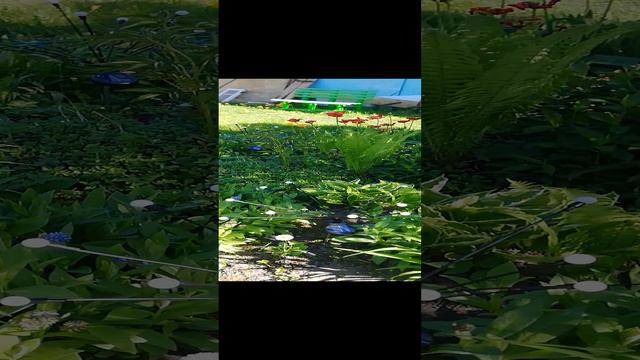 Обход цветников