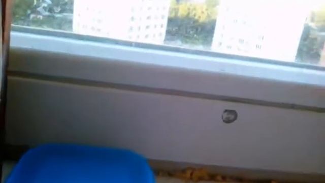 Мои трюки на фингер самокате. смотреть онлайн