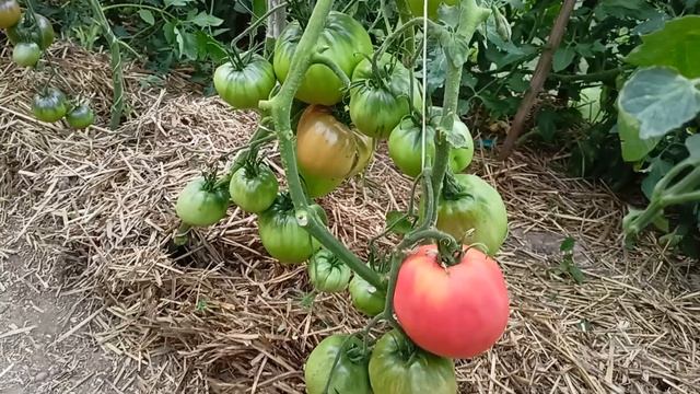 Томат "Батяня" смотреть онлайн