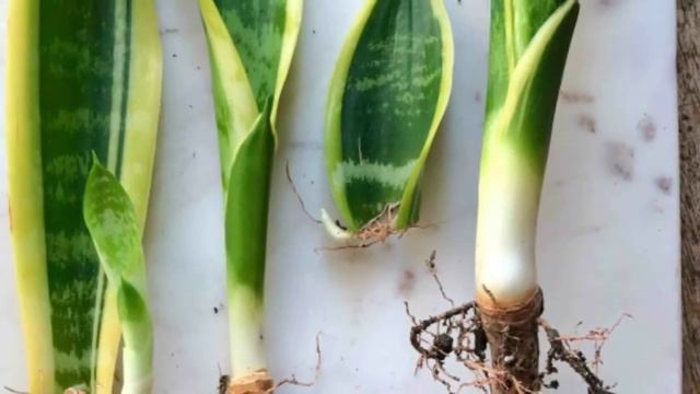 15 plants propagating from leaves | Leaf Propagation | Smiley Plants смотреть онлайн