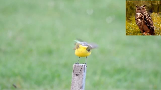 Желтая трясогузка - Motacilla flava.mp4 смотреть онлайн