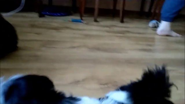 Щенки из питомника "Рагсоль" / puppies kennel Ragsol смотреть онлайн