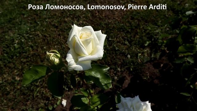 ТОП 8 - Белые розы и не только! ООчень крупные цветы, стойкость и здоровье отменное! смотреть онлайн