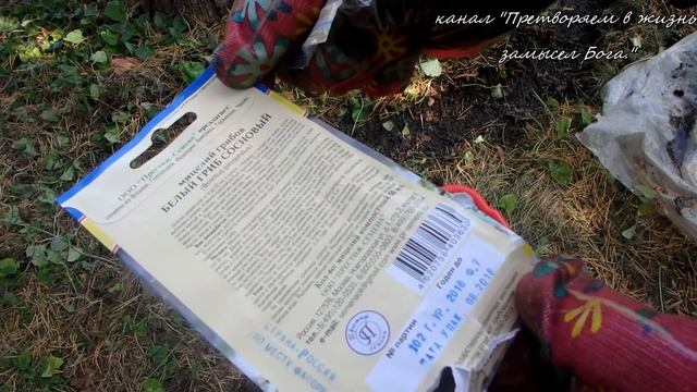 Сеем мицелий Белого гриба у себя на участке смотреть онлайн