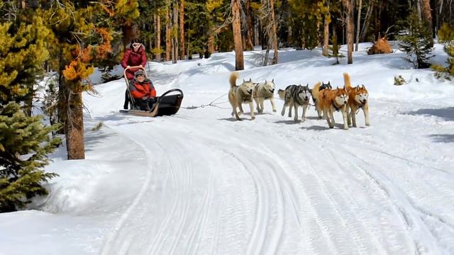 Dog Sledding Is So Easy (Breckenridge Colorado) смотреть онлайн