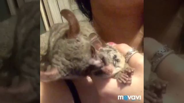 Galago senegalensis Сенегальский галаго смотреть онлайн