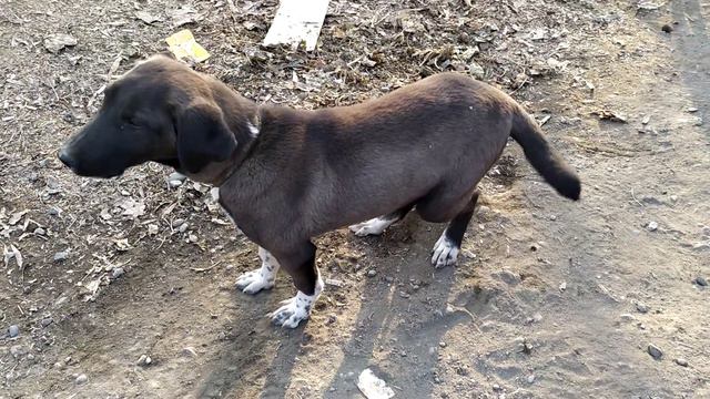 ИТ ТИШТЕСЕ ЭМНЕ БОЛМОК? / Тез Кабар / 2000-серия смотреть онлайн