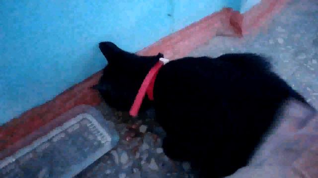 Кошки лечат душу черный котик тут как тут кушай лапочка кушай black cat eats смотреть онлайн