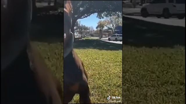 #доберман #милахи //эстетика доберманов//парода доберман// смотреть онлайн