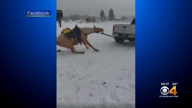 Horse Is Pulled Unwillingly By Pickup Truck, Owners John Saldate And Amber Saldate Charged смотреть онлайн