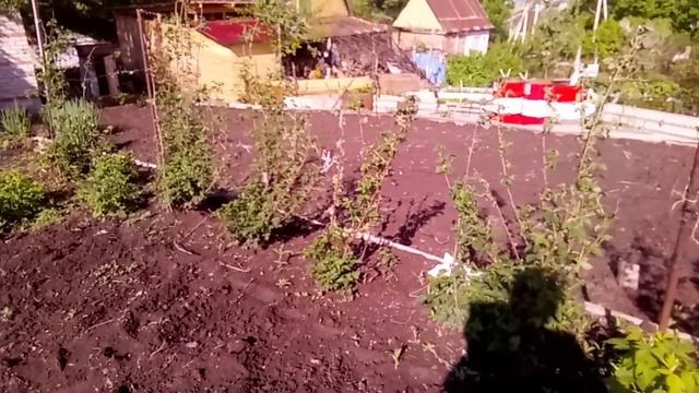 Как выращивать ежемалину Медана Тайбери на даче смотреть онлайн