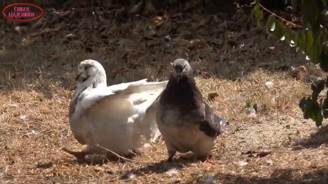 Спускается над озером закат смотреть онлайн