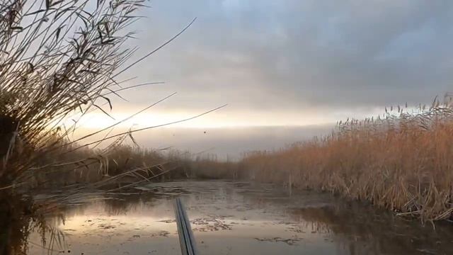Охота на утку в октябре. С курцхаарами смотреть онлайн