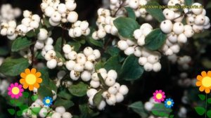 Снежноягодник белый. Краткий обзор, описание характеристик symphoricarpus albus