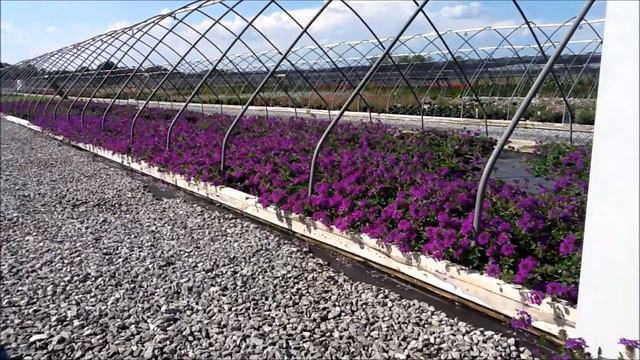 Best Perennials - Verbena 'Homestead Purple' (Creeping Vervain) смотреть онлайн