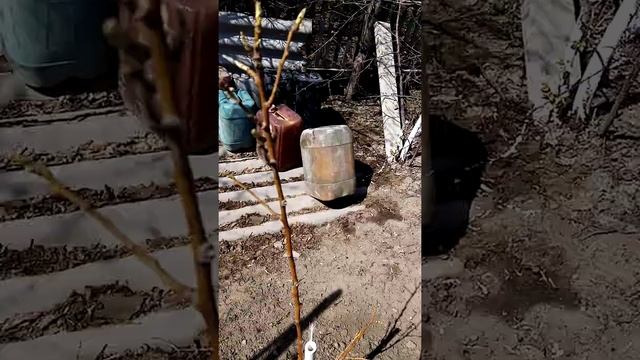 Белим деревья смотреть онлайн