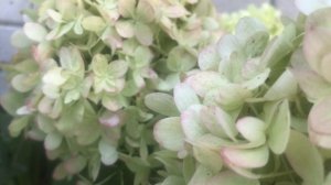 Гортензия Селекшн