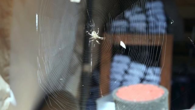 Maggot farming for small pets смотреть онлайн