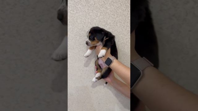 Щенок энтлебухера зенненхунда смотреть онлайн