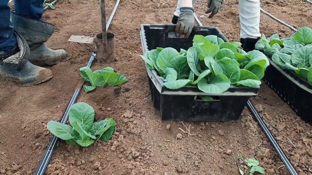 Высадка ранней капусты в закрытый грунт смотреть онлайн